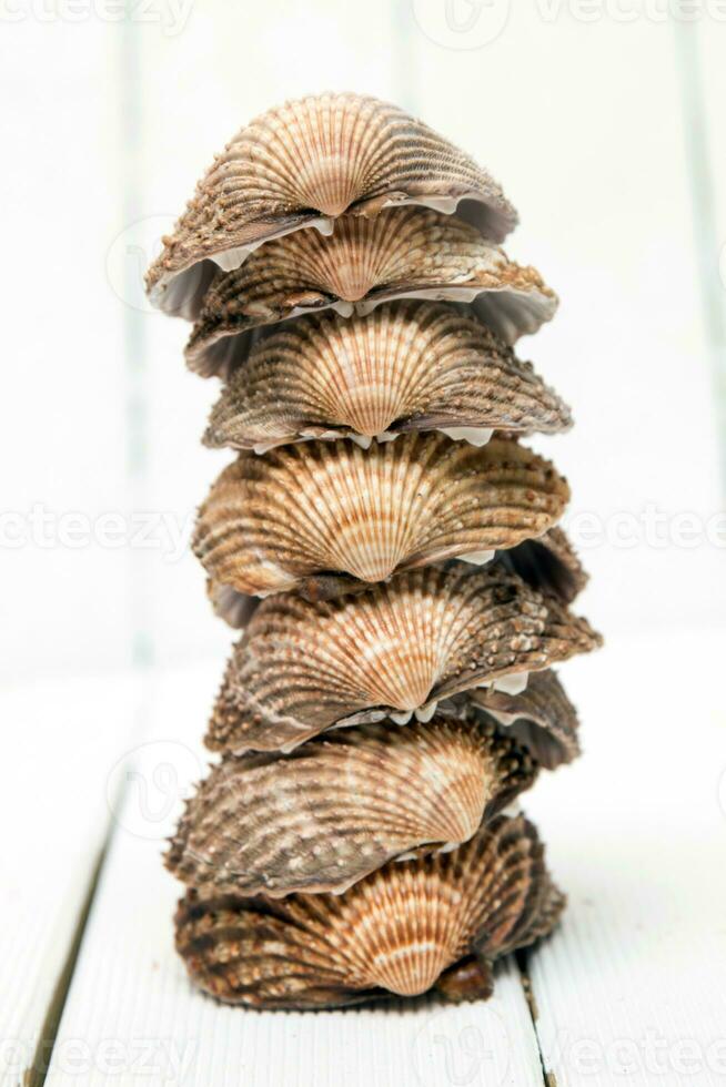 parecchi mollusco conchiglie isolato foto