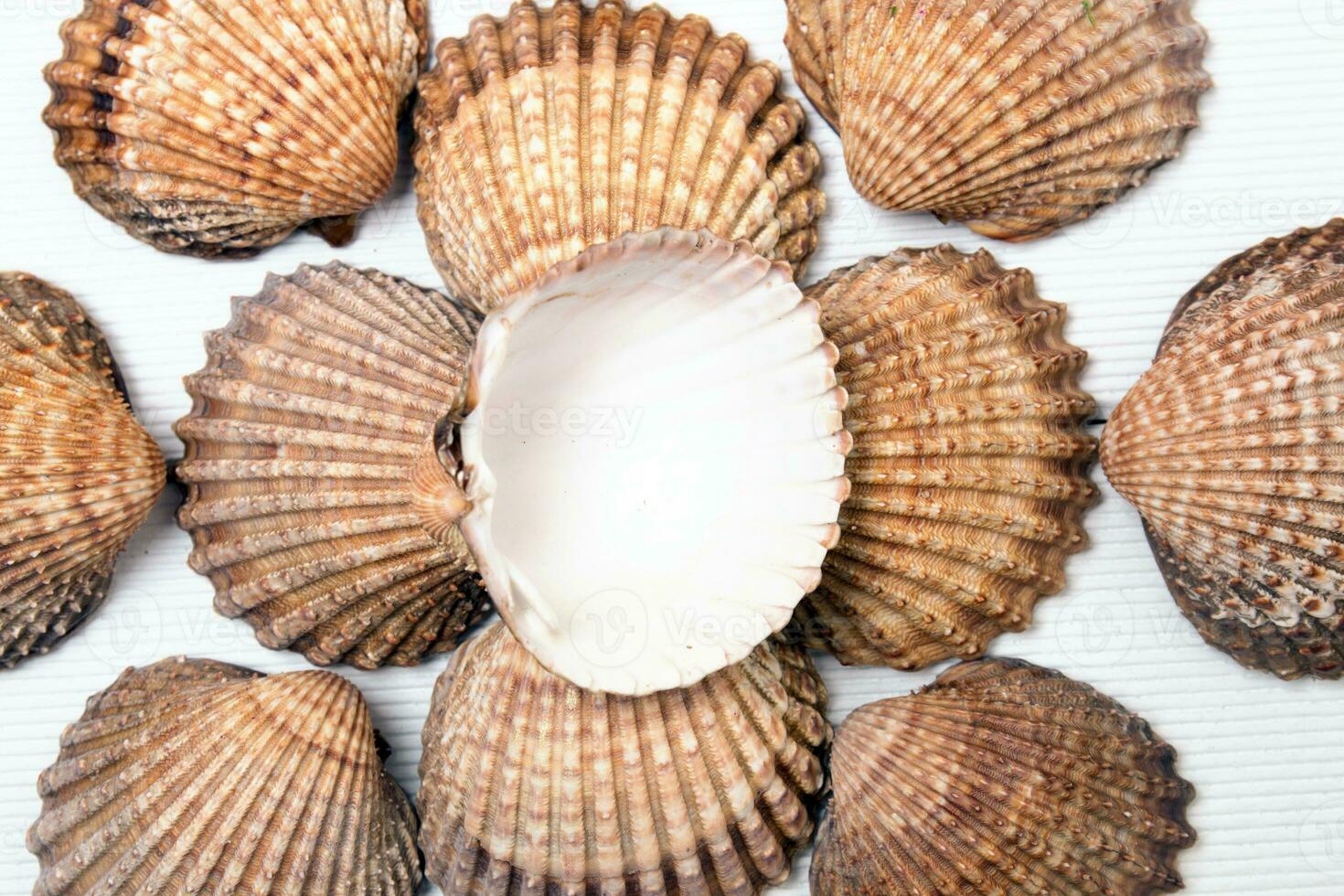 parecchi mollusco conchiglie isolato foto