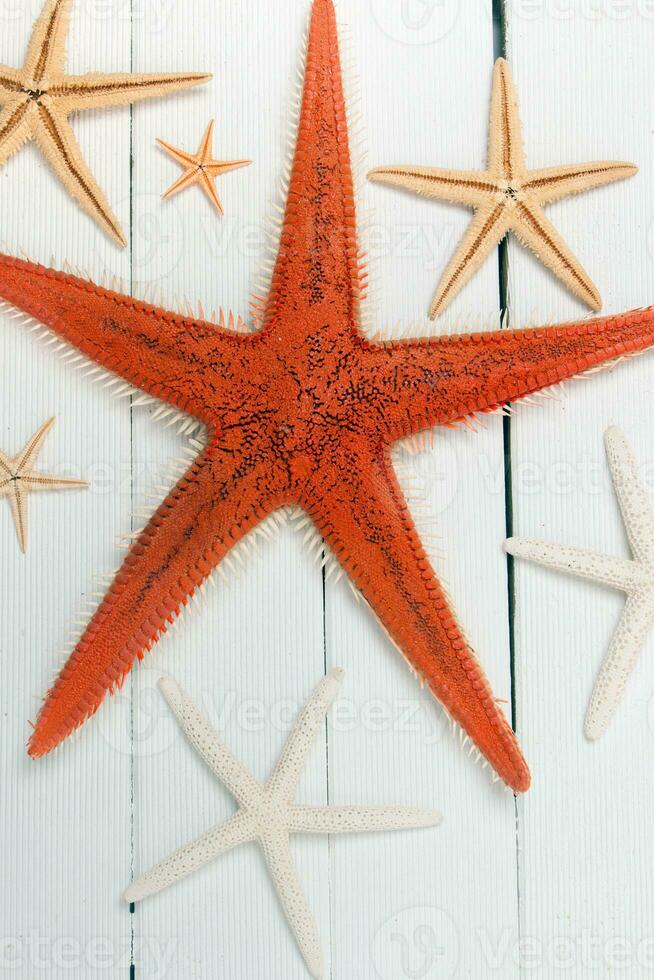 stella marina su bianca legna foto