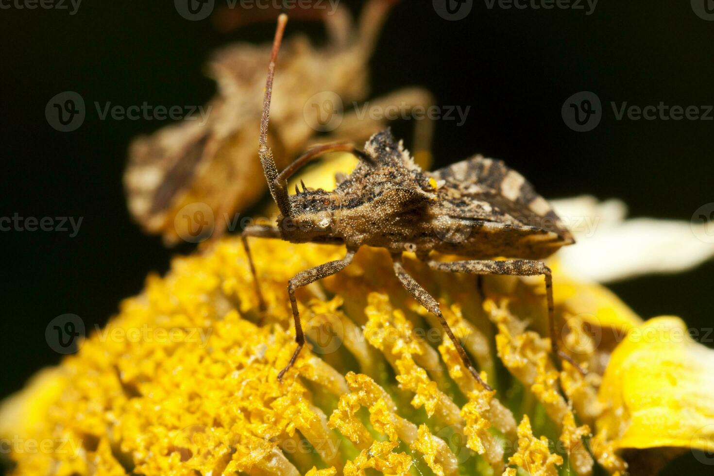 centrocoris variegato insetto foto