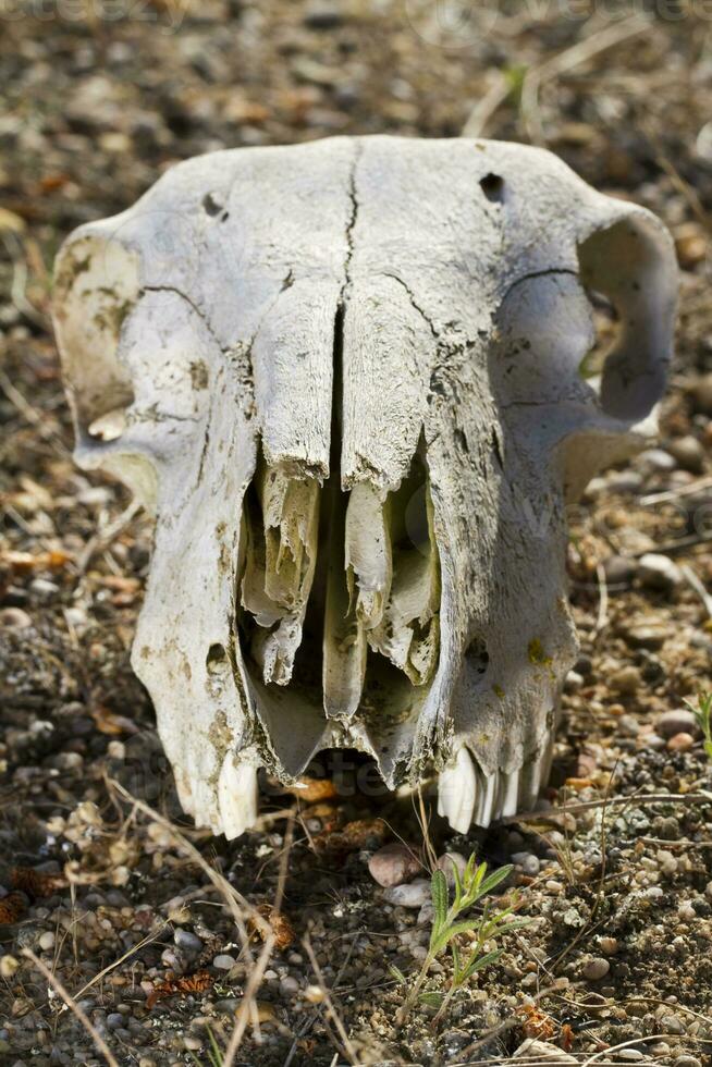 mascella con denti di pecora foto