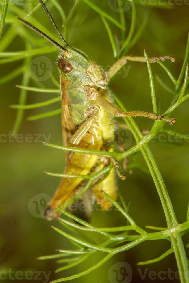 cavalletta verde vicino foto