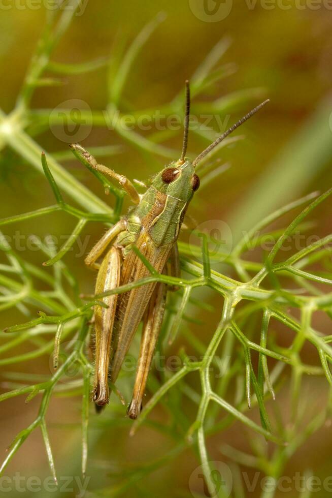 cavalletta verde vicino foto