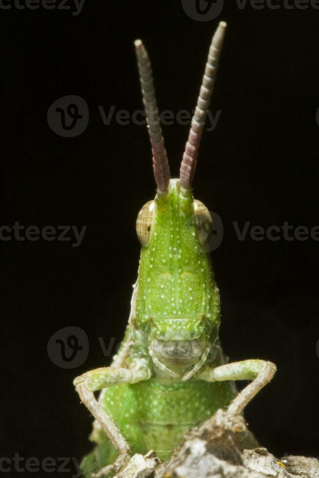 verde cavalletta - pyrgomorpha conica foto