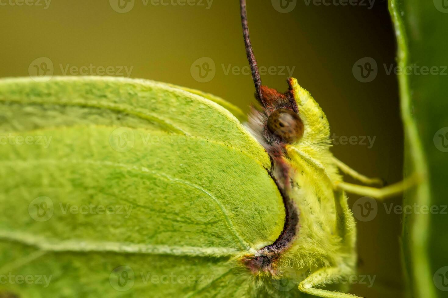 bellissimo verde farfalla foto