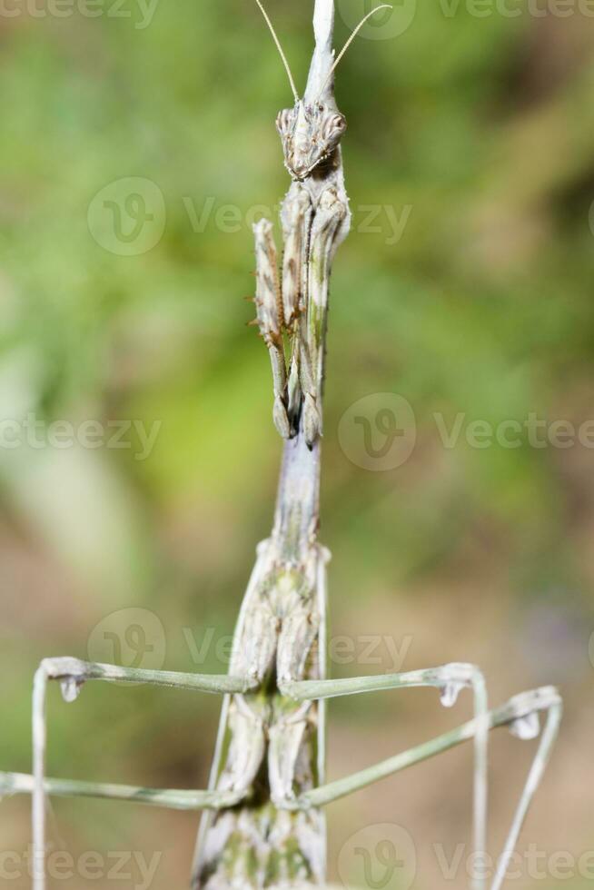 empusa pennata vicino su foto