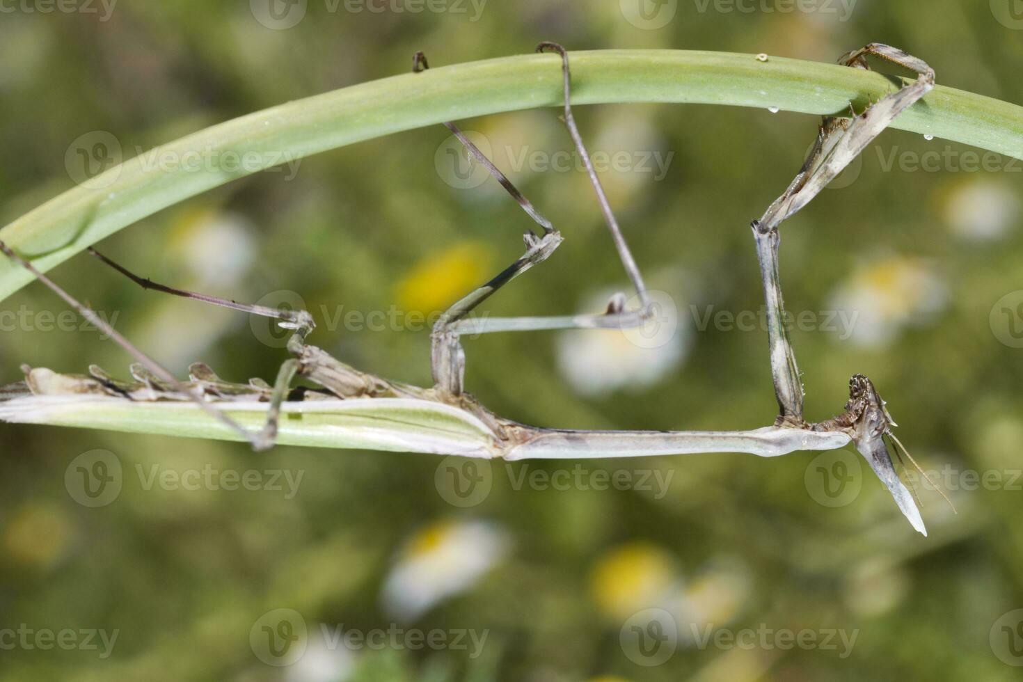 empusa pennata vicino su foto