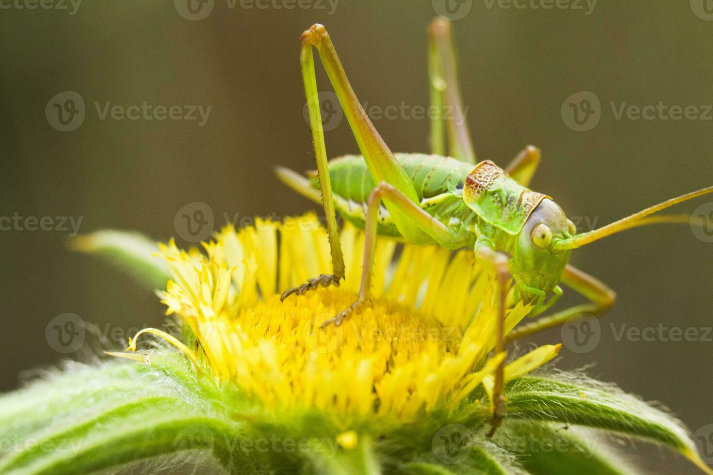 grande verde cespuglio cricket - tettigonia viridissima foto