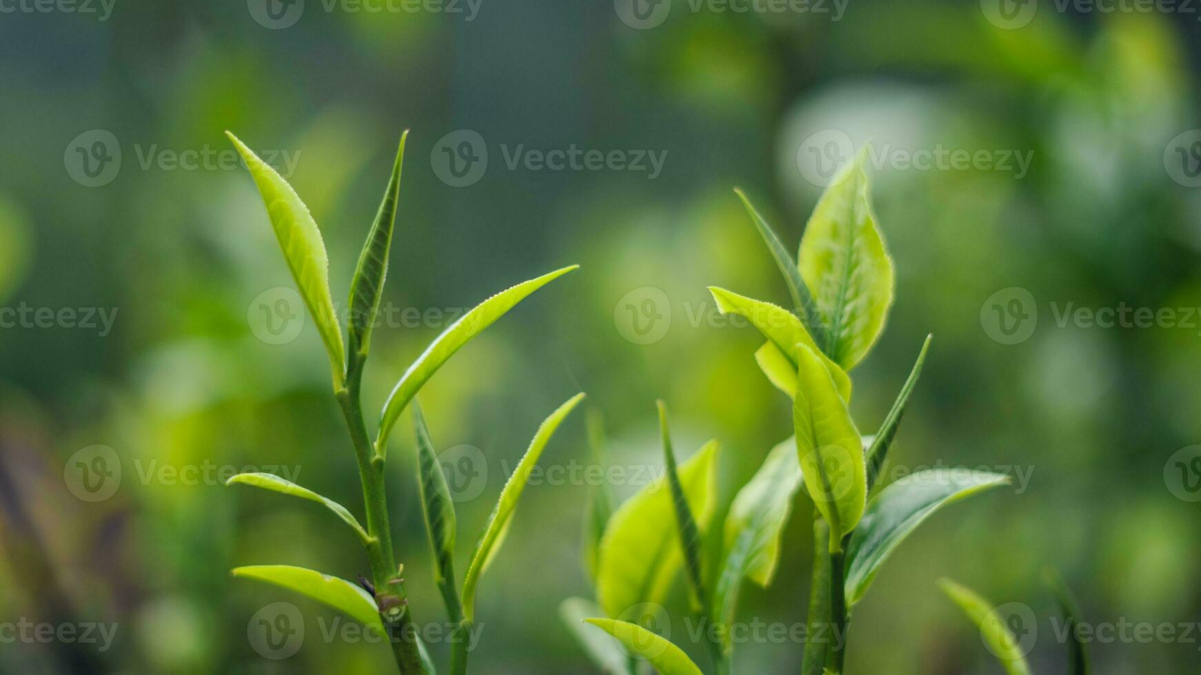 naturale verde tè foglie, verde tè le foglie su pianta foto