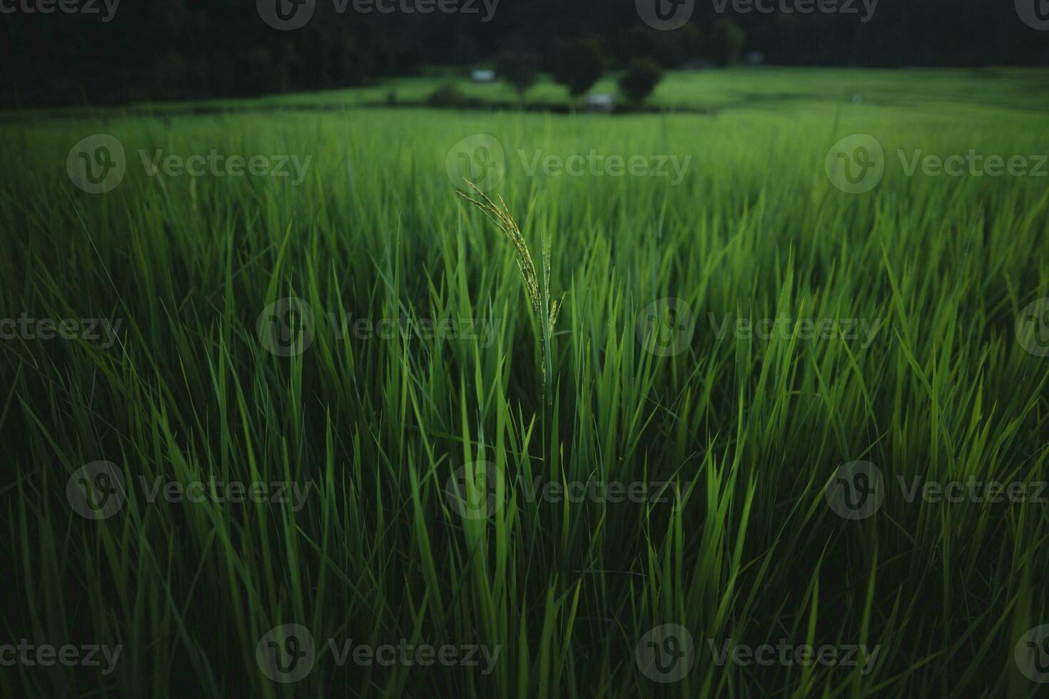 riso i campi a crepuscolo nel il campagna foto