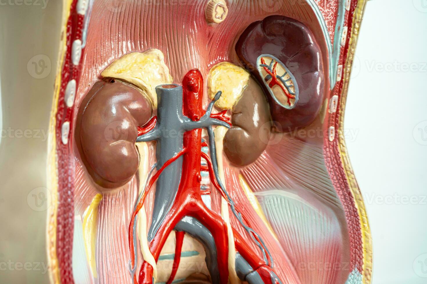 umano rene modello anatomia per medico formazione corso, insegnamento medicina formazione scolastica. foto