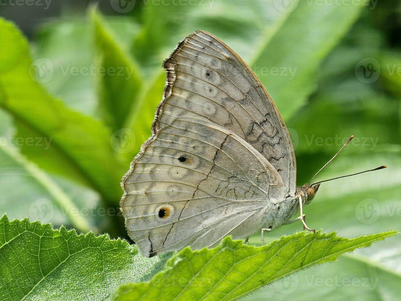 un' farfalla si siede su il verde foglia. il bianca e nero macchiato farfalla è vicino su Immagine. foto