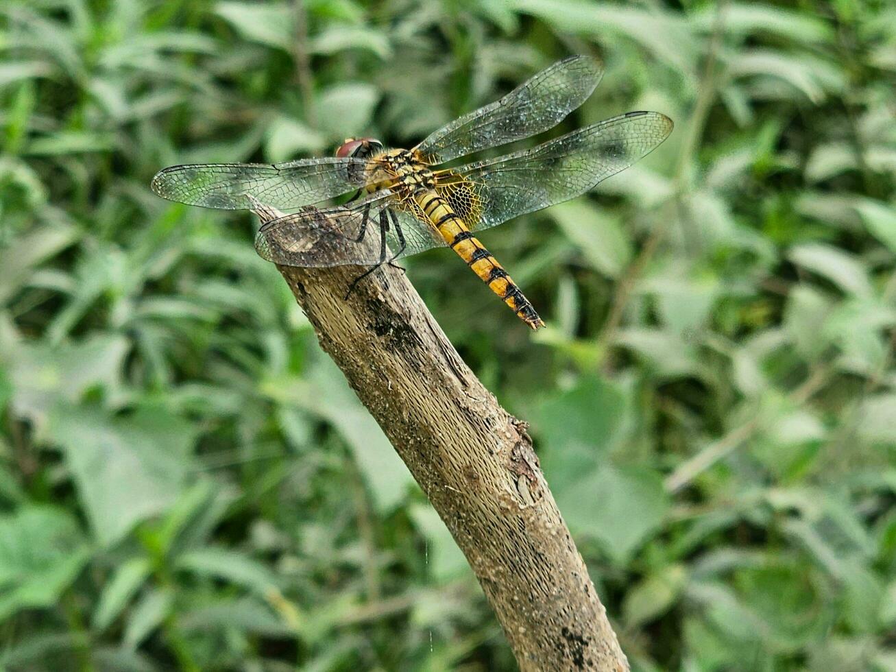 un' giallo e nero colore banda libellula si siede su il asciutto stelo di il pianta. foto