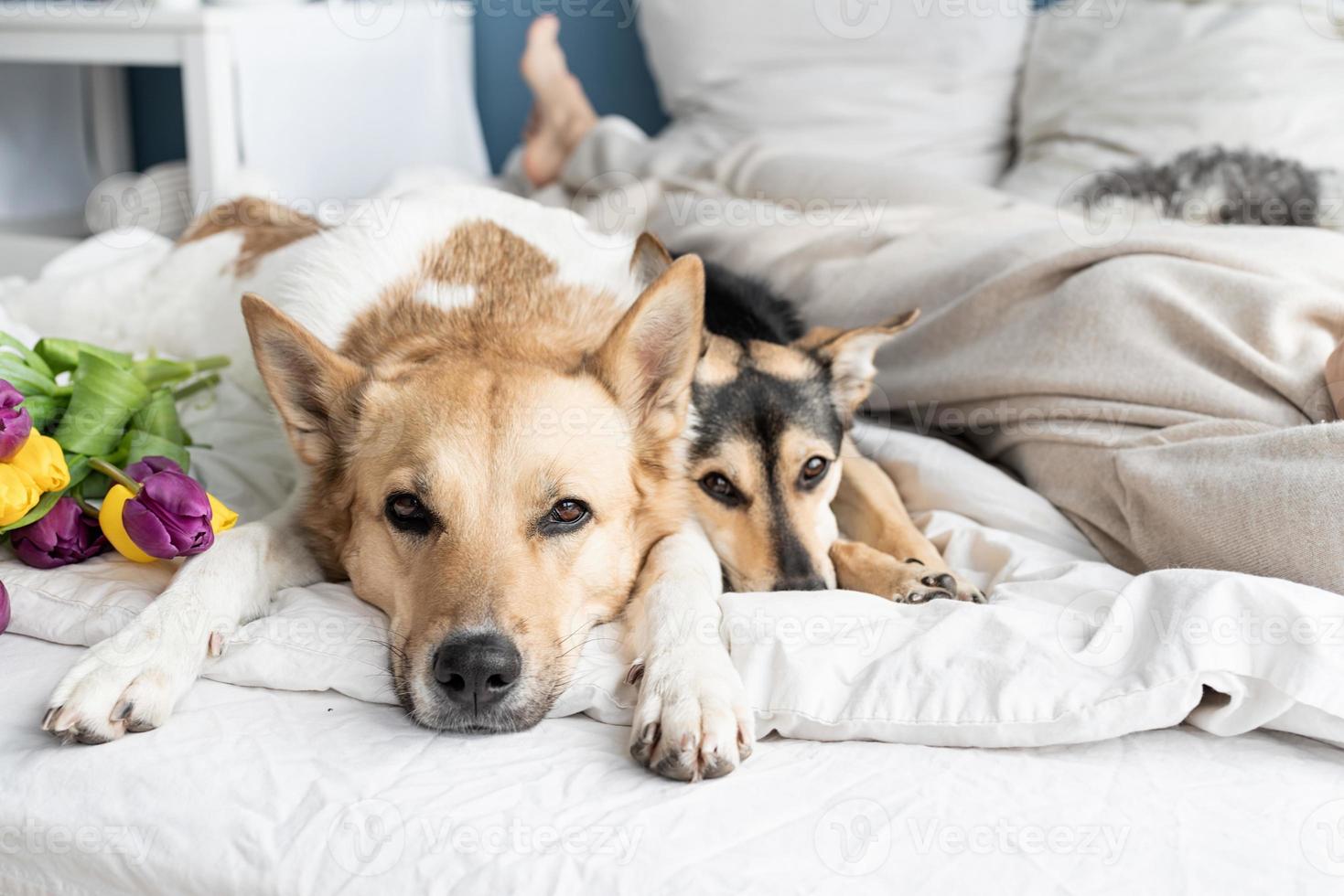 felice giovane donna sdraiata a letto con i suoi cani foto