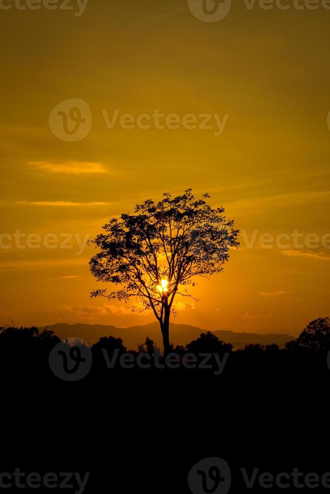 bellissima immagine di paesaggio con silhouette di sole e alberi al tramonto foto