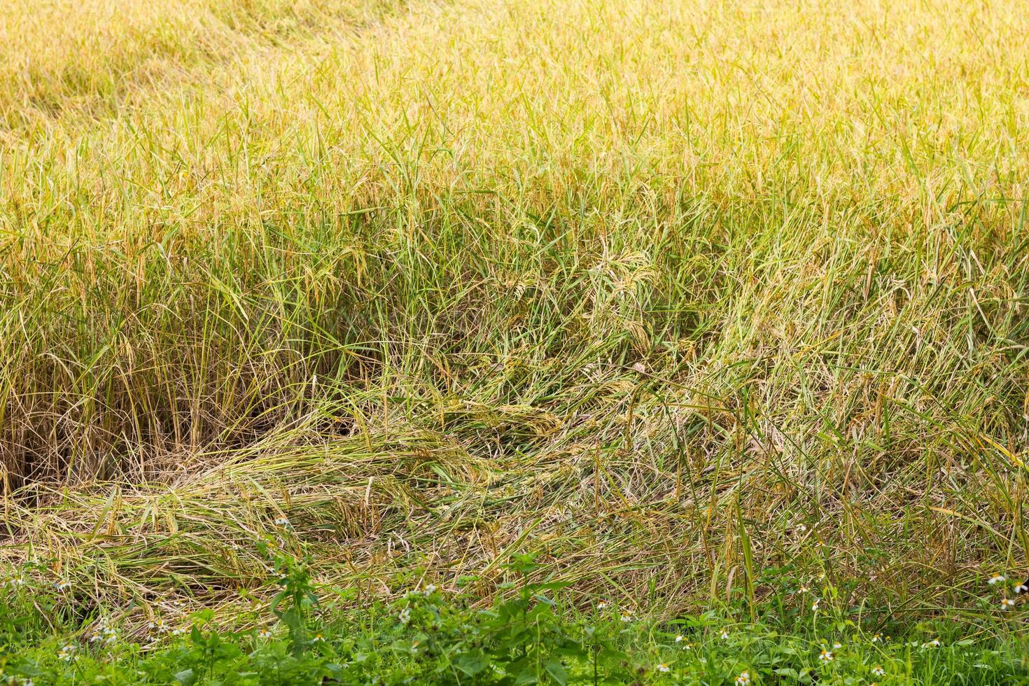 pianta di riso che cade a causa del forte vento foto