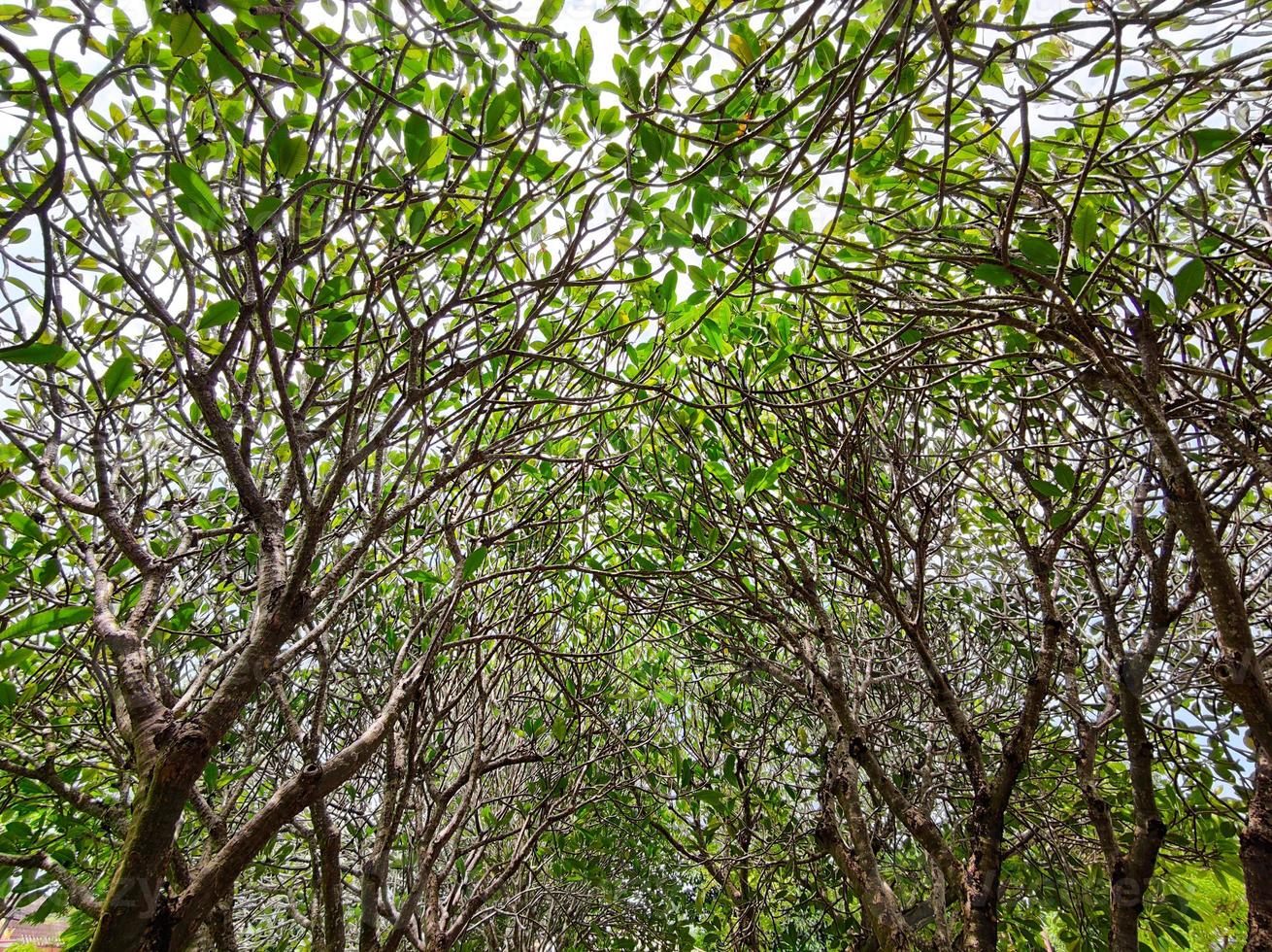 alberi di plumeria con foglie e senza fiori usati per lo sfondo foto