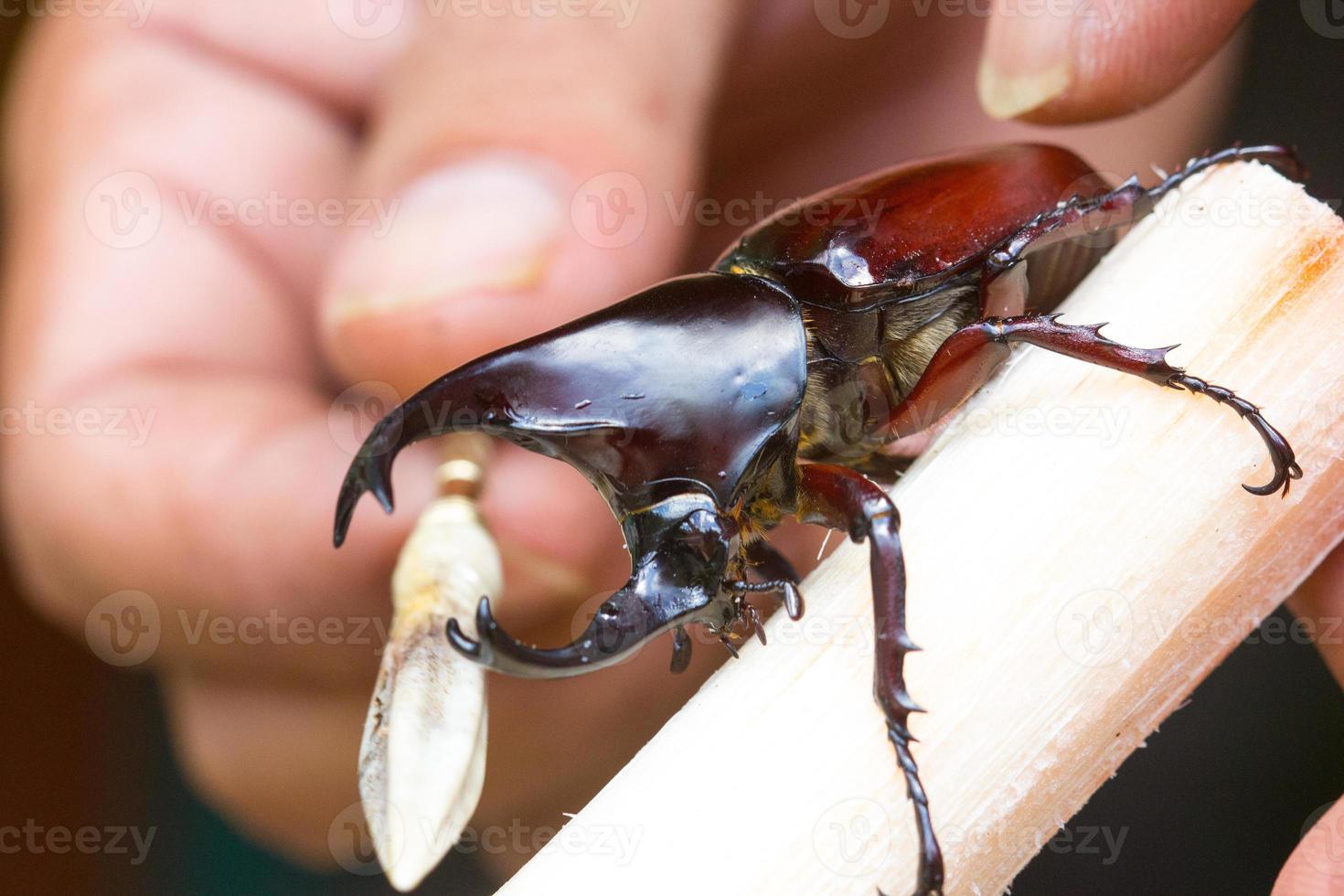 mano usando un bastoncino per fare lo scarabeo rinoceronte siamese foto