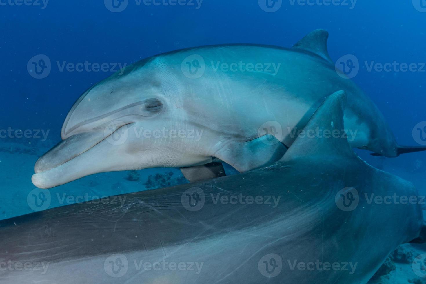 delfino che nuota nel mar rosso, eilat israele foto