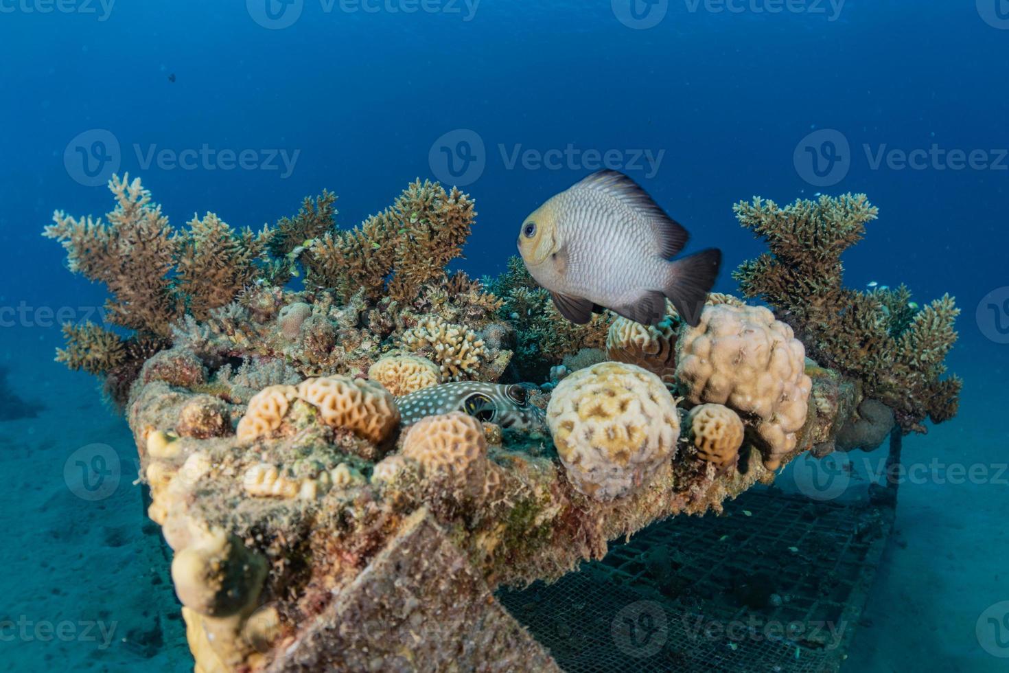 barriera corallina e piante acquatiche nel mar rosso, eilat israele foto