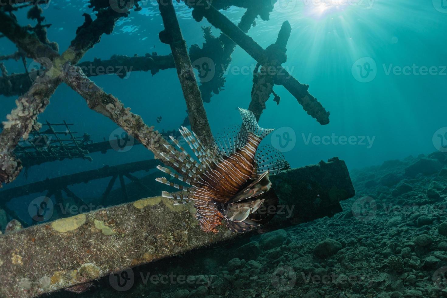 pesce leone nel mar rosso pesce colorato, eilat israele foto