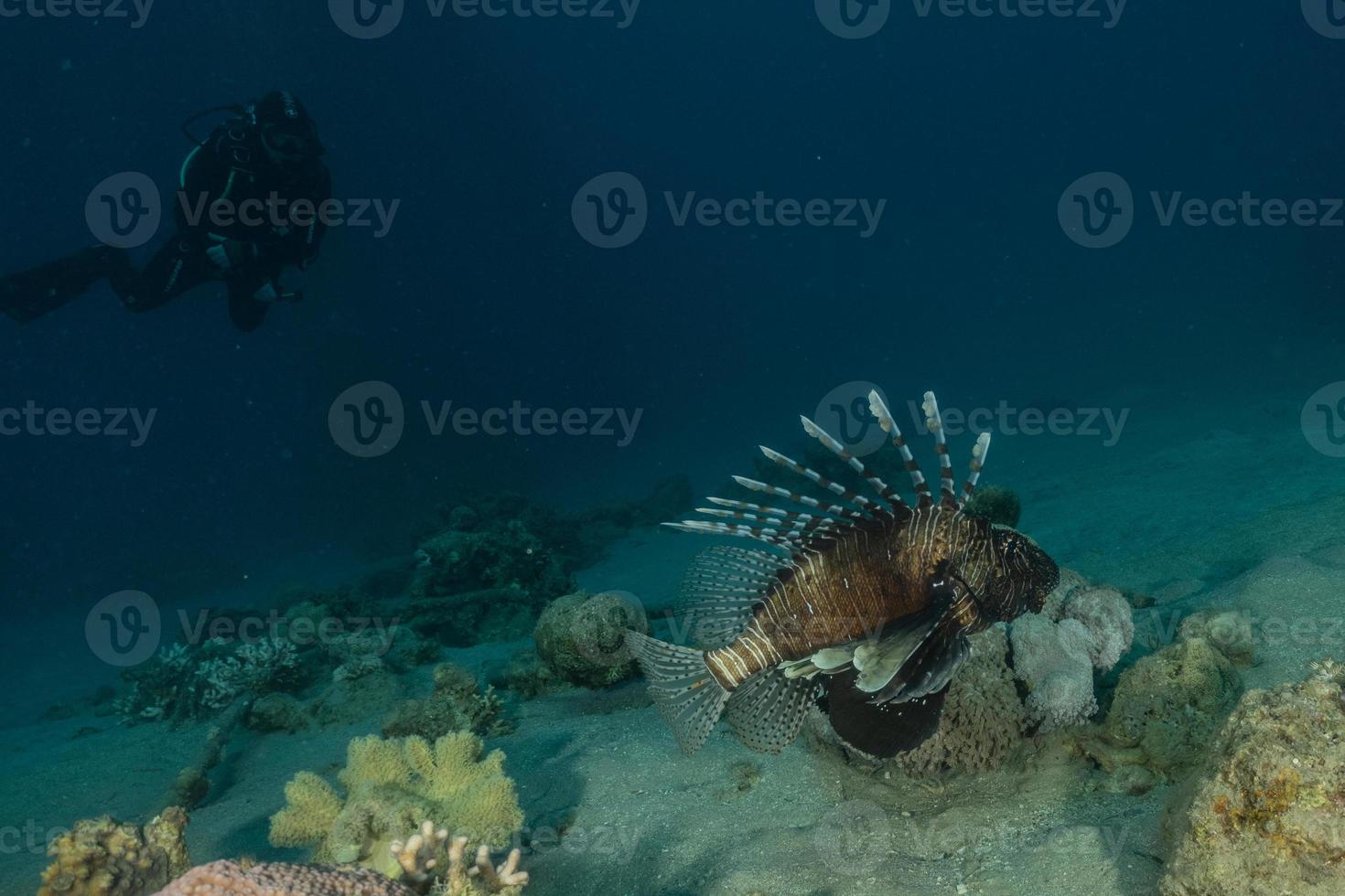 pesce leone nel mar rosso pesce colorato, eilat israele foto