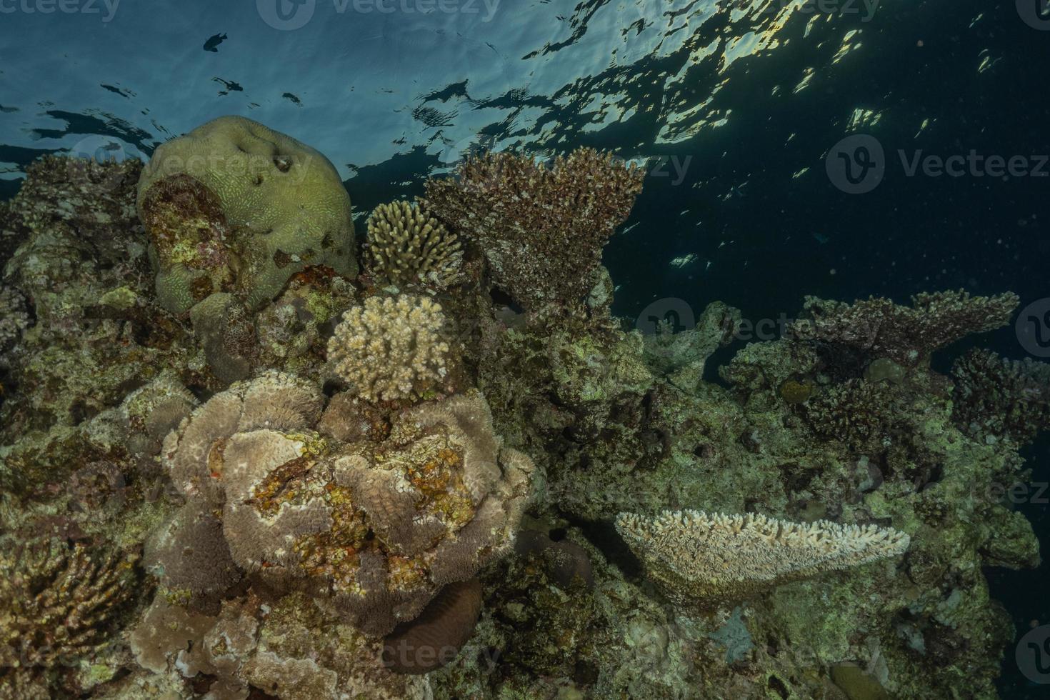 barriera corallina e piante acquatiche nel mar rosso, eilat israele foto