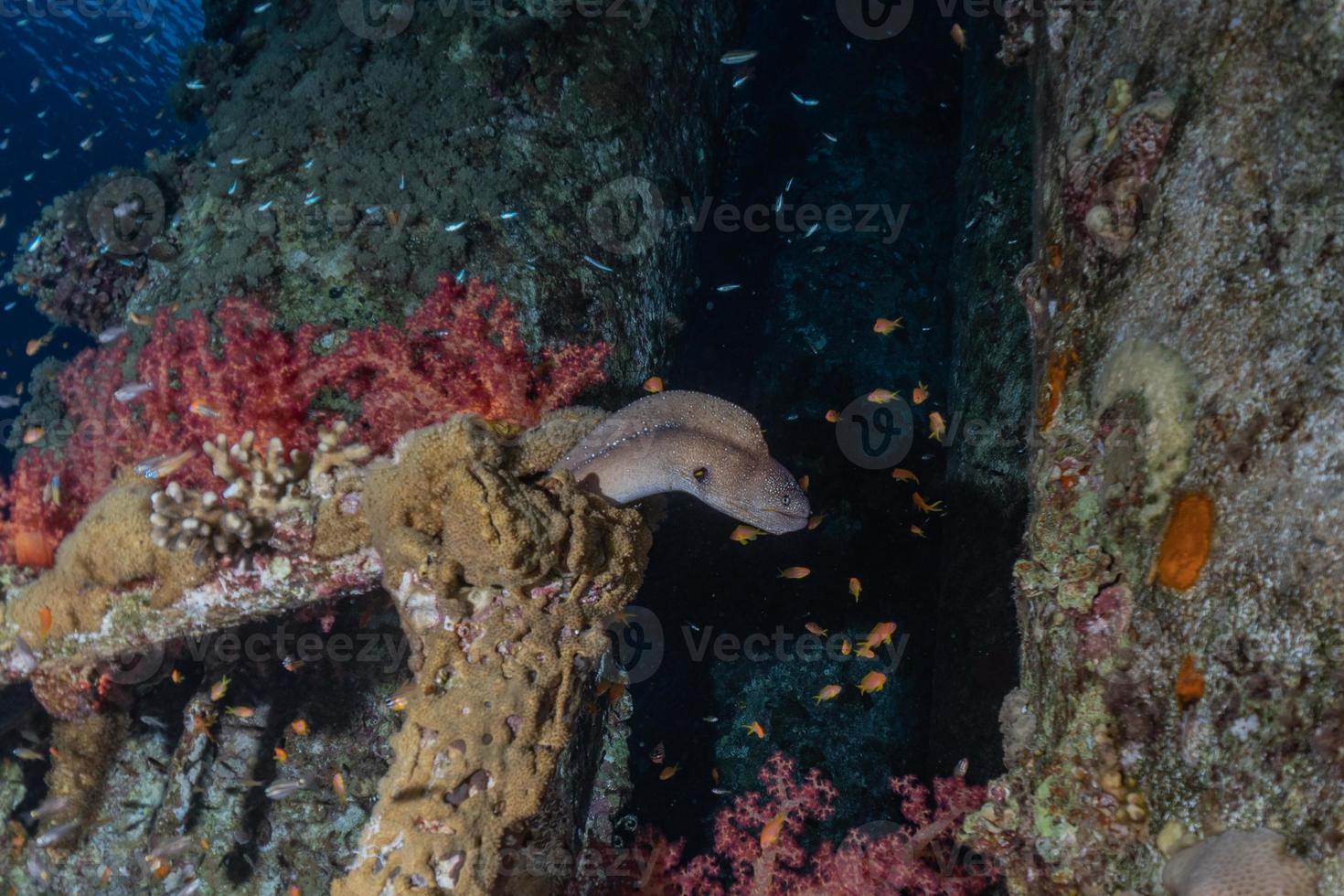 murena mooray lycodontis undulatus nel mar rosso, eilat israele foto