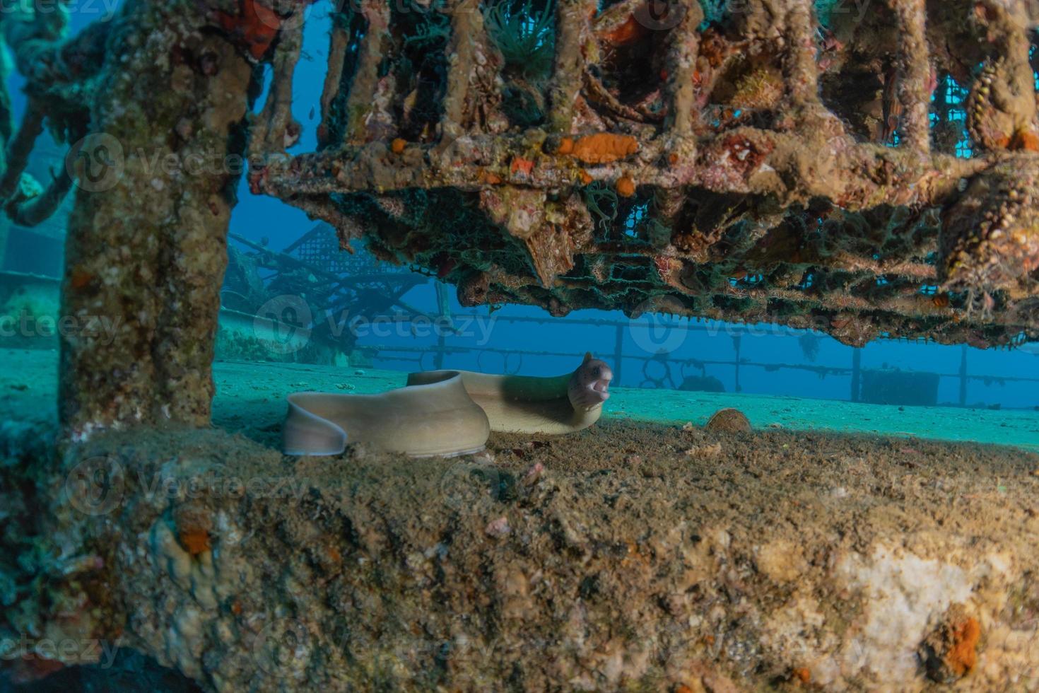 murena mooray lycodontis undulatus nel mar rosso, eilat israele foto