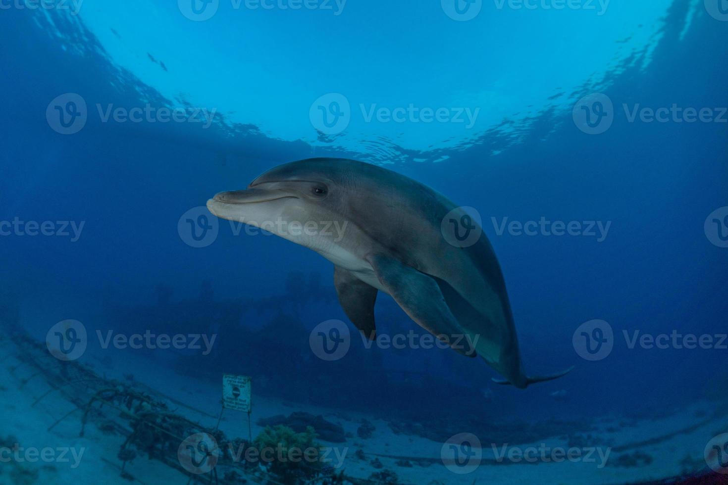 delfino che nuota nel mar rosso, eilat israele foto