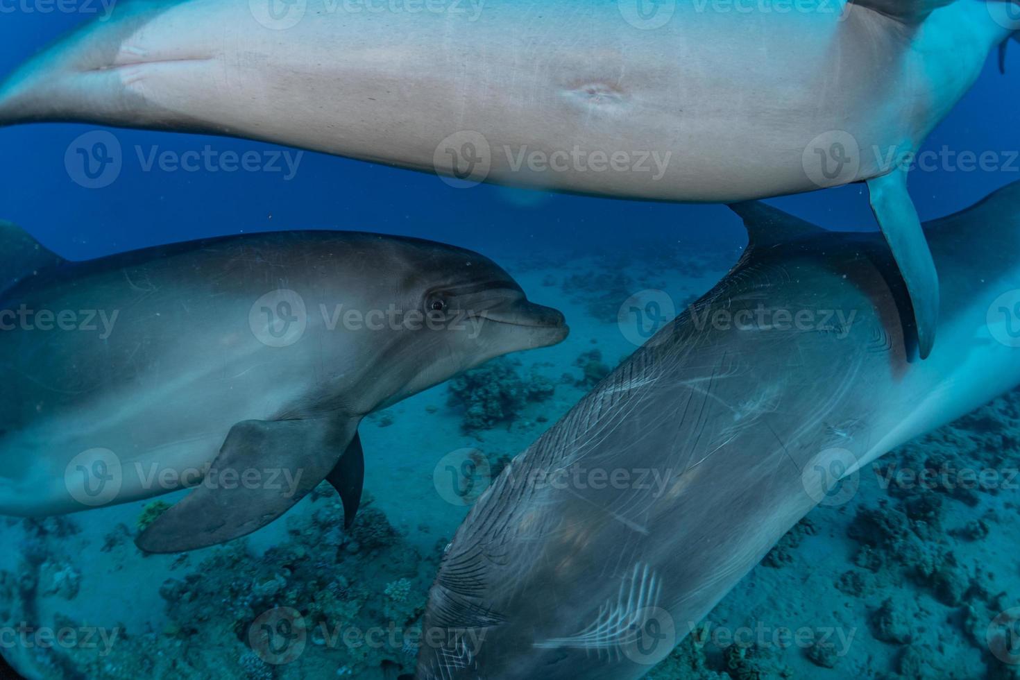 delfino che nuota nel mar rosso, eilat israele foto