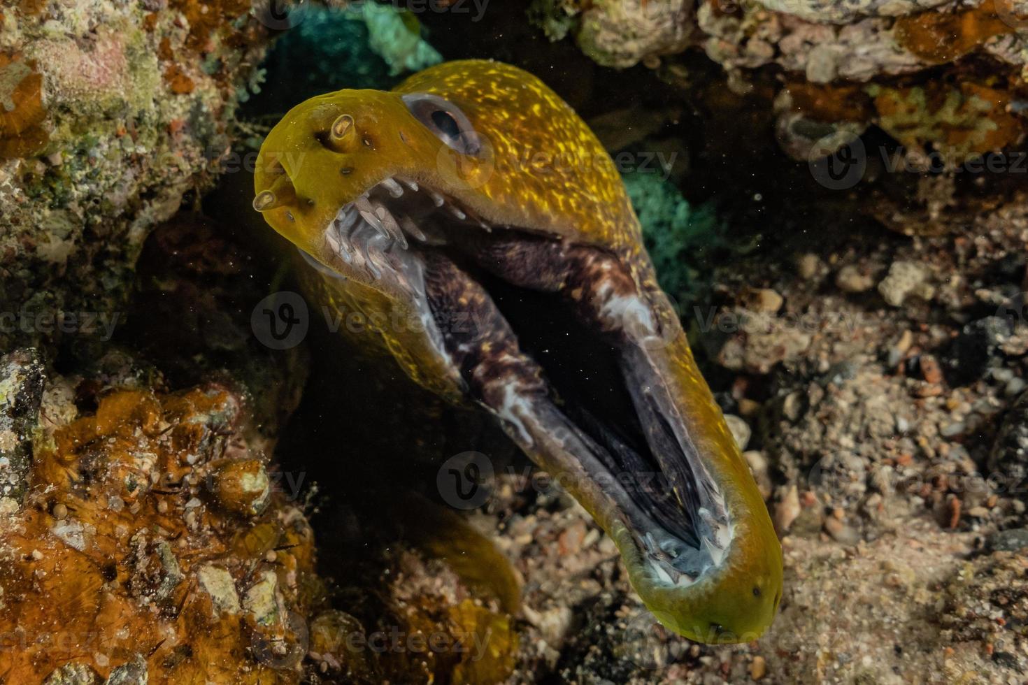 murena mooray lycodontis undulatus nel mar rosso, eilat israele foto