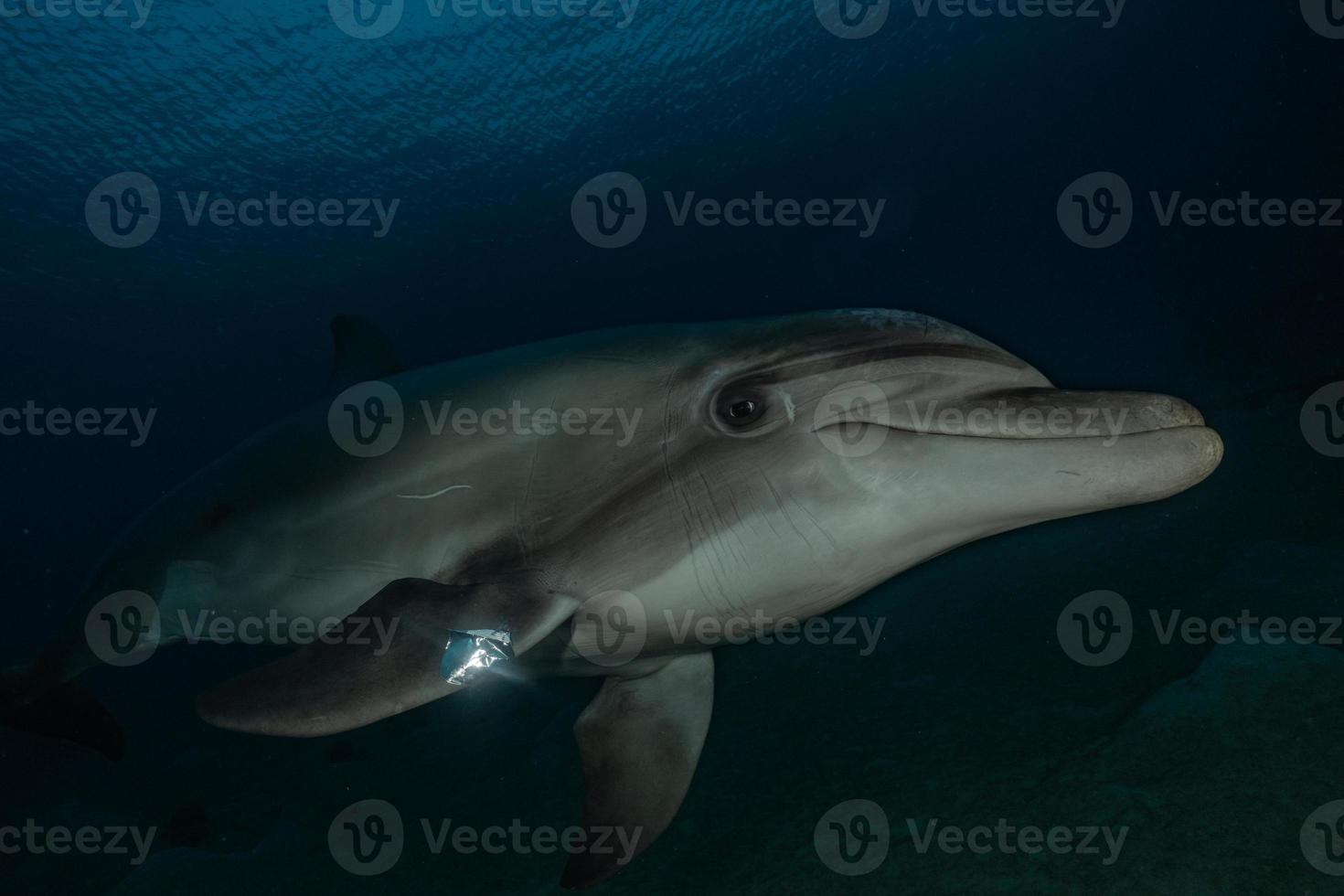 delfino che nuota nel mar rosso, eilat israele foto