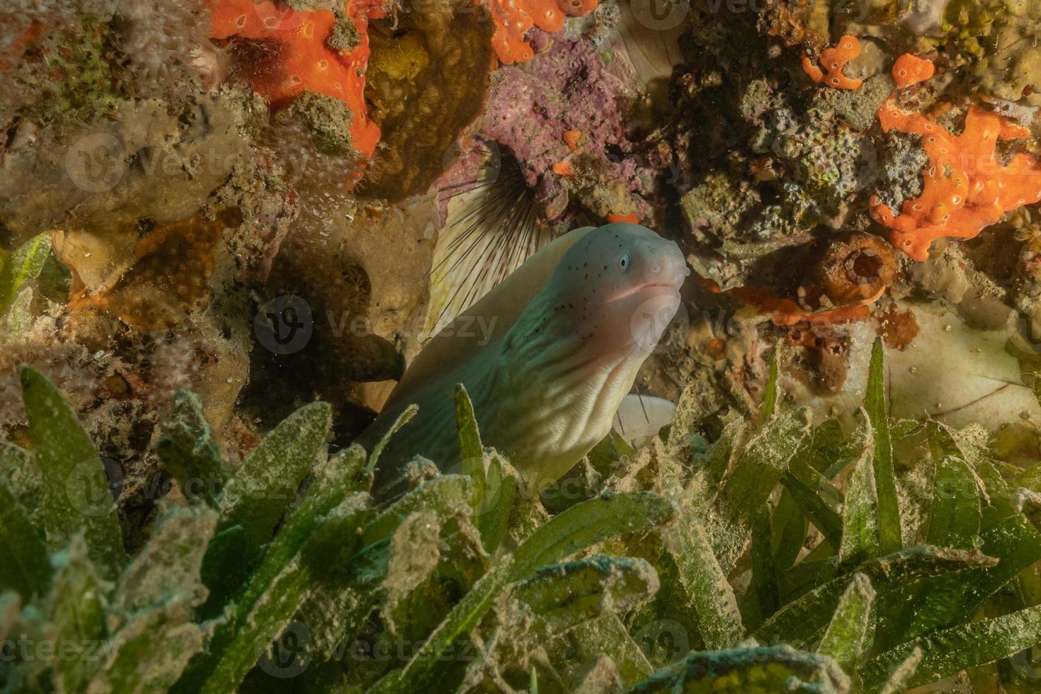 murena mooray lycodontis undulatus nel mar rosso, eilat israele foto