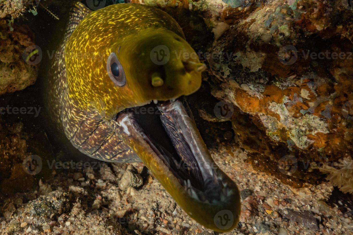 murena mooray lycodontis undulatus nel mar rosso, eilat israele foto