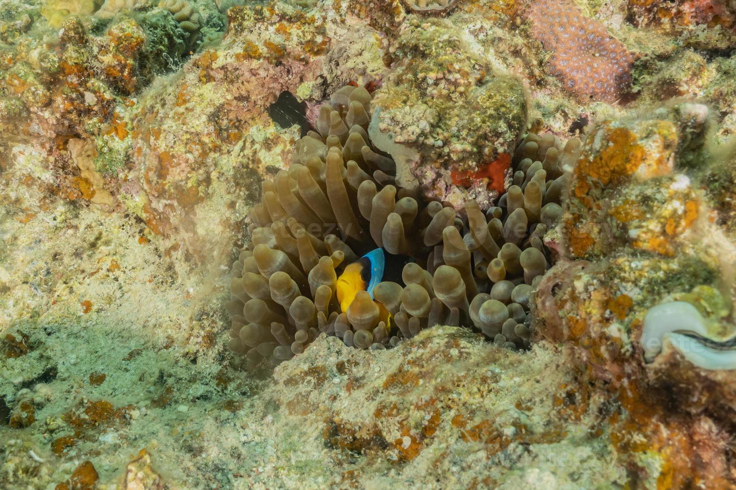 barriera corallina e piante acquatiche nel mar rosso, eilat israele foto