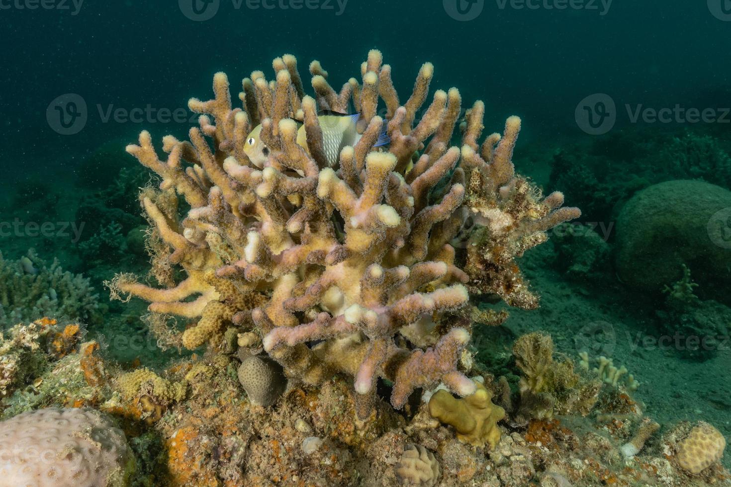 barriera corallina e piante acquatiche nel mar rosso, eilat israele foto