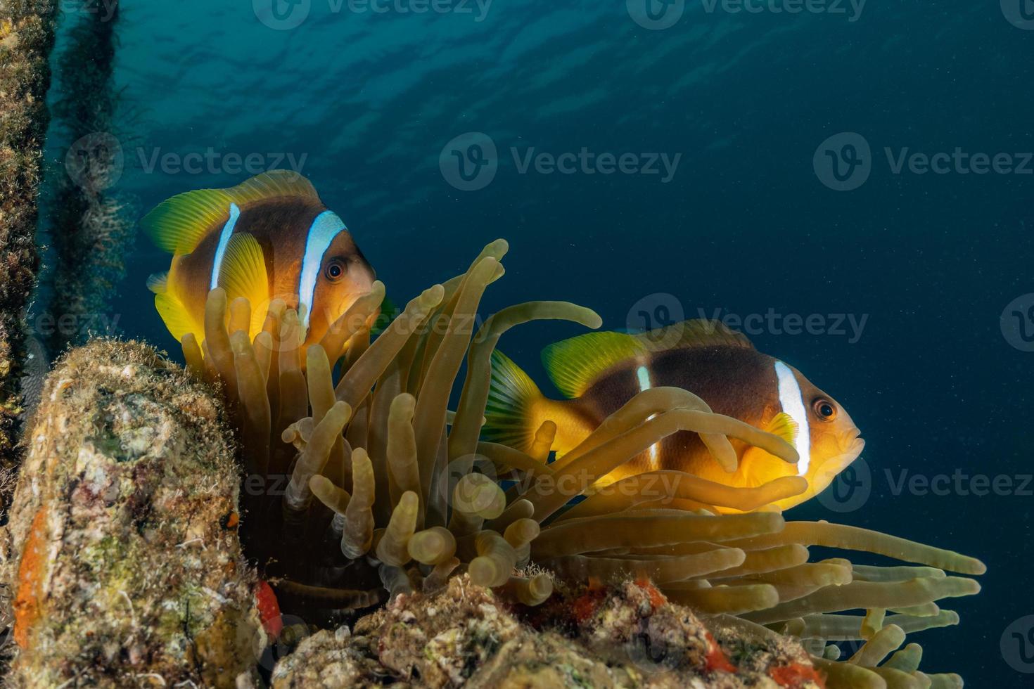 barriera corallina e piante acquatiche nel mar rosso, eilat israele foto