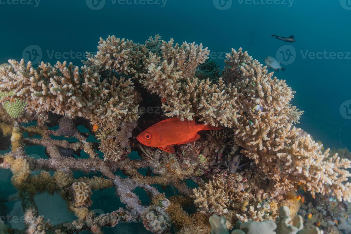 barriera corallina e piante acquatiche nel mar rosso, eilat israele foto