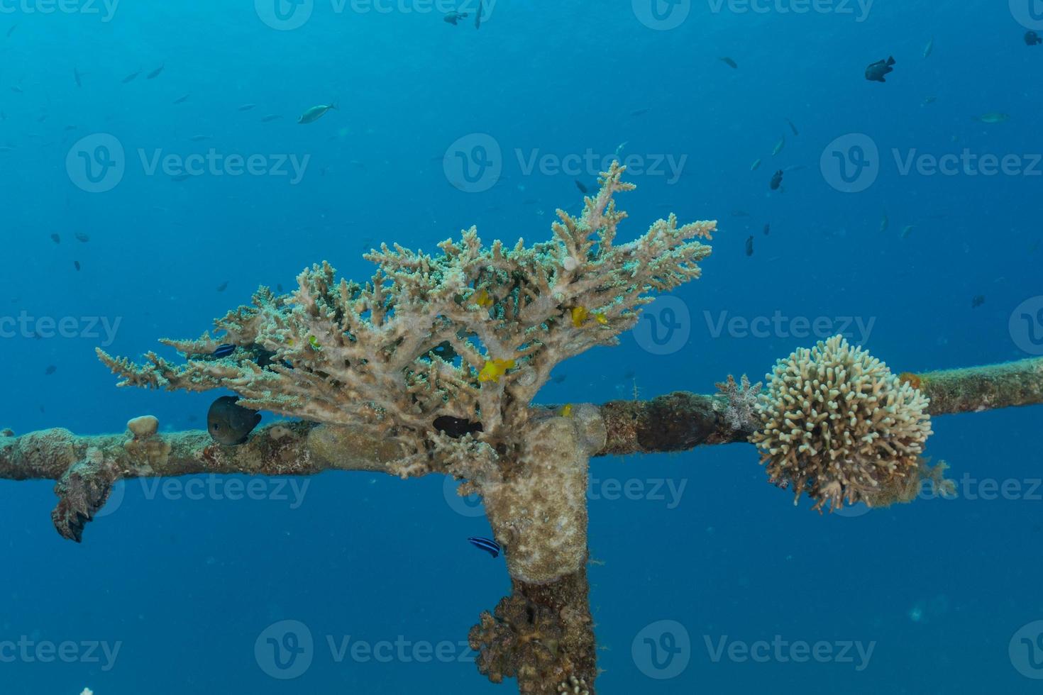 barriera corallina e piante acquatiche nel mar rosso, eilat israele foto
