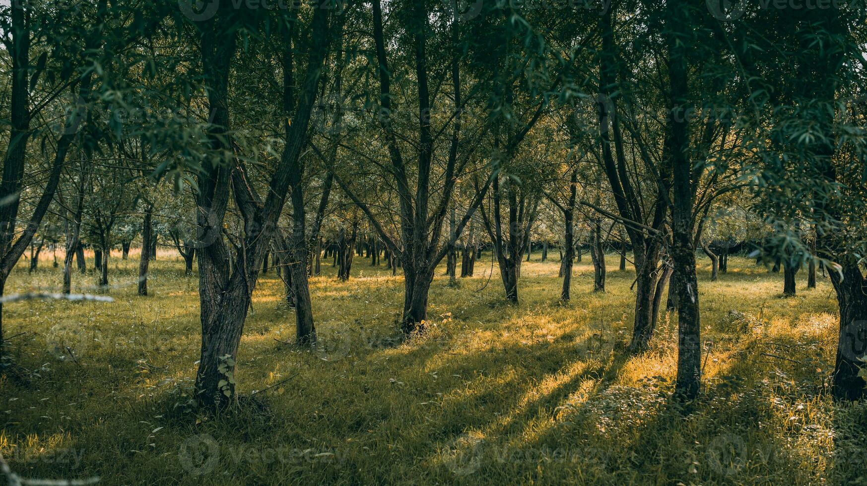 tramonto o Alba nel il foresta visibile attraverso il alberi, ovest sussex UK foto