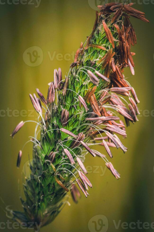 vicino su fioritura di il erba, macro, ovest sussex, UK foto