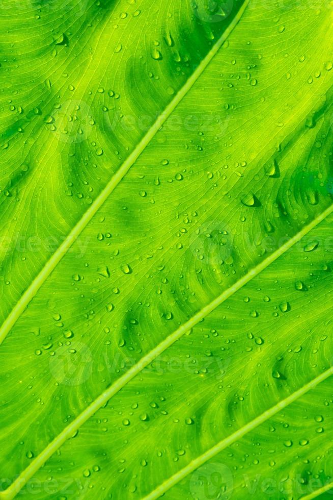 freschezza foglia di grande caladium foto