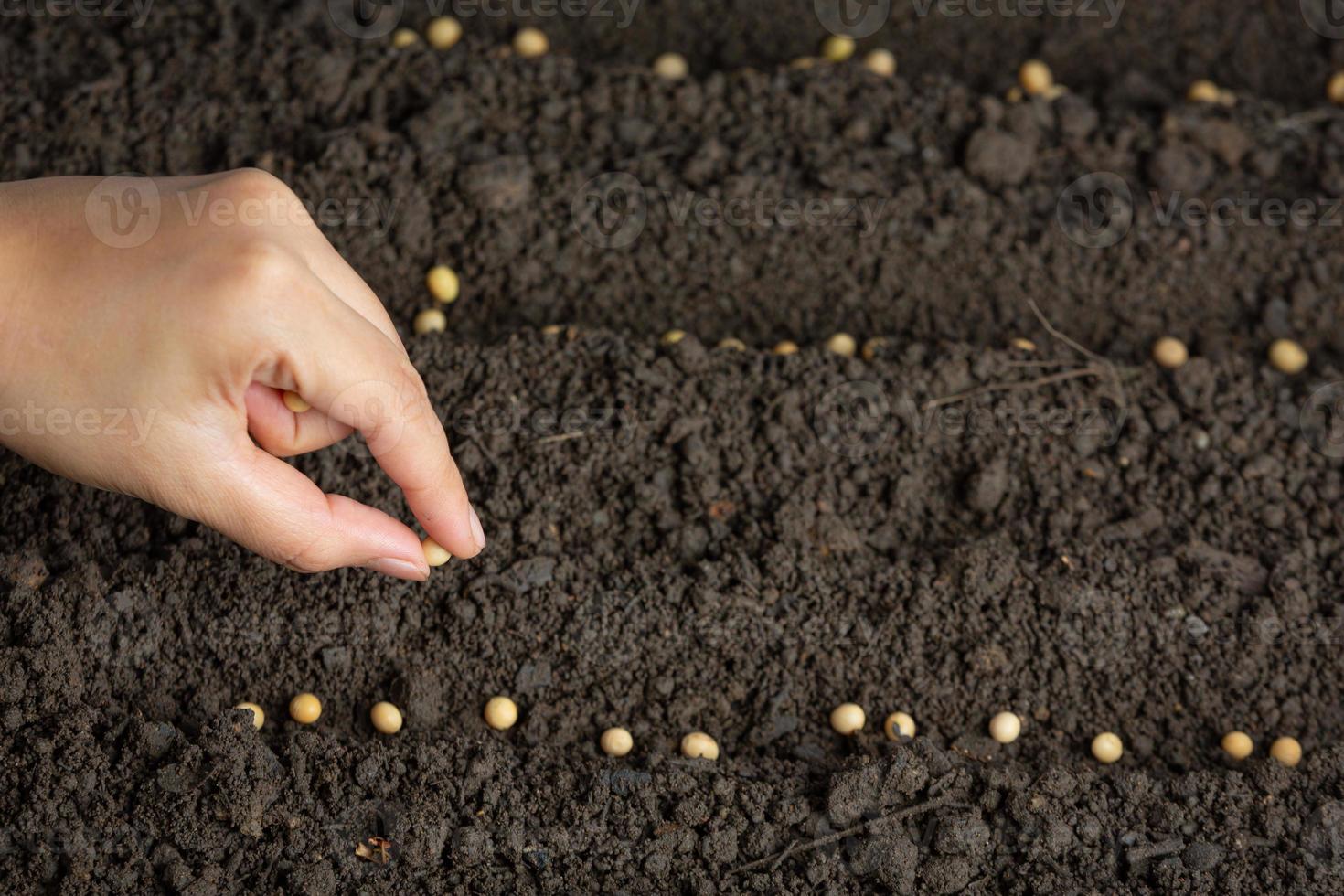 donna che pianta i semi di soia nello spazio del terreno fertile per il testo. foto