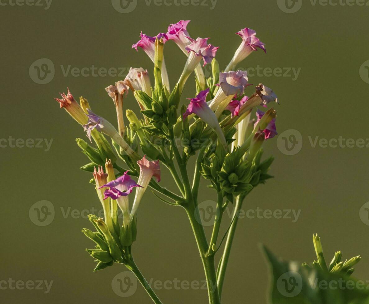 vicino su tabacco, nicotiana tabacco, bellissimo fiori foto