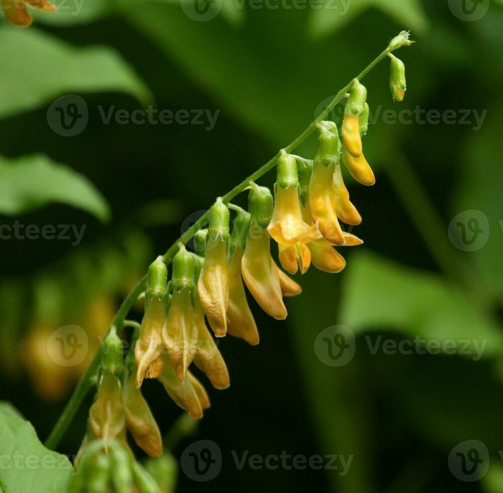 giallo pisello, lathyrus laevigatus foto