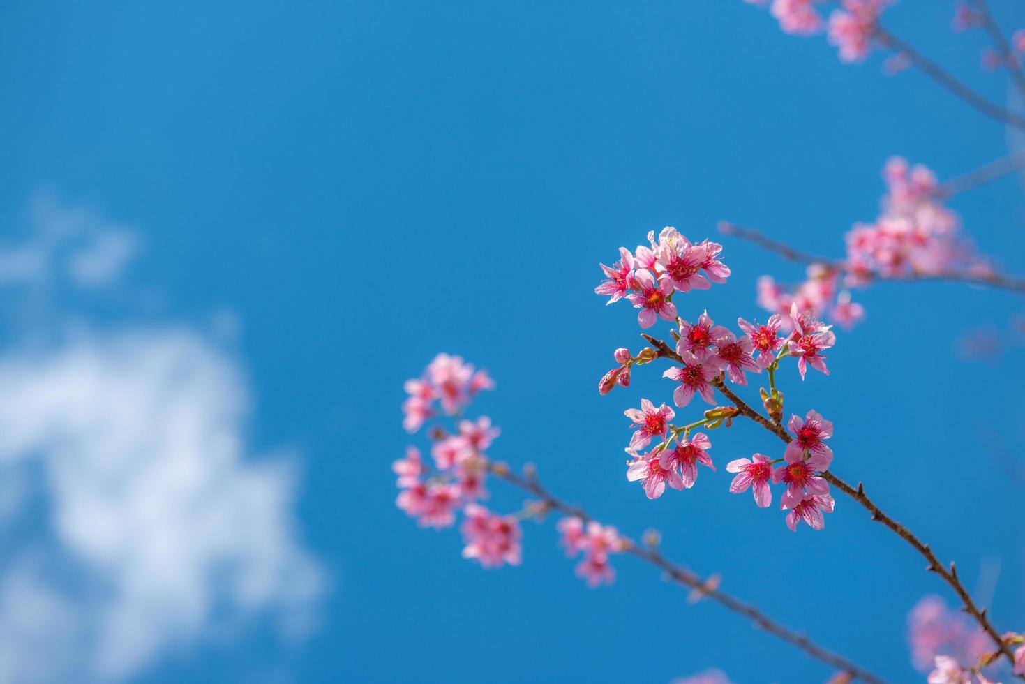 bellissimo sakura o fiore di ciliegio in primavera foto