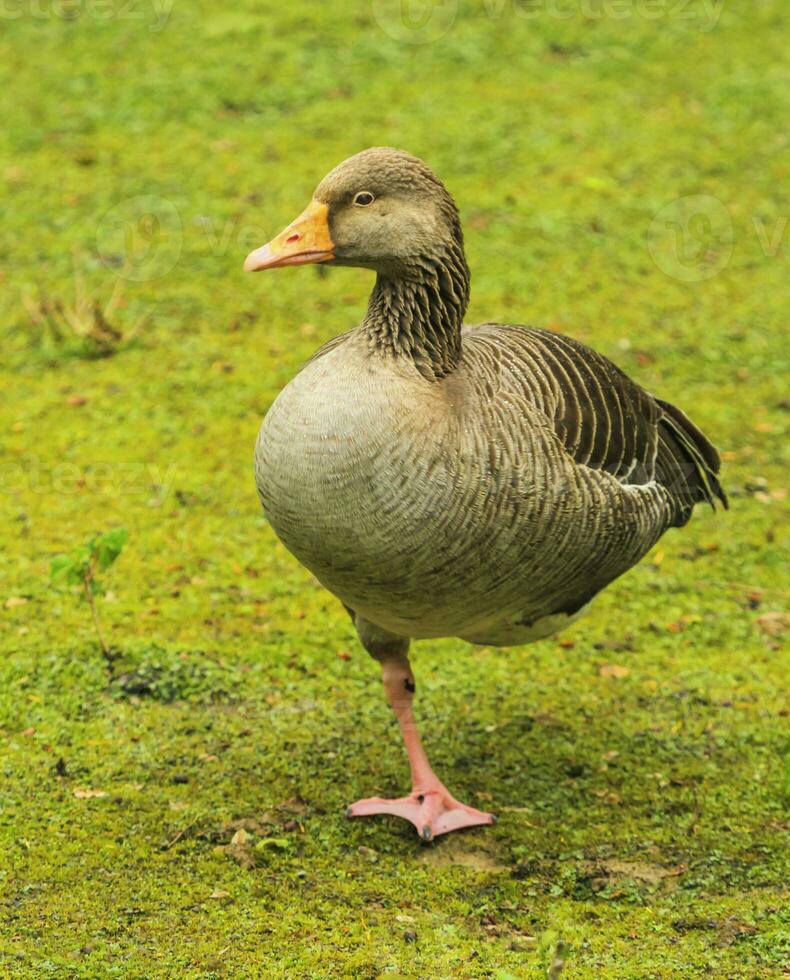 greylag oca, risposta, in piedi su uno piede foto