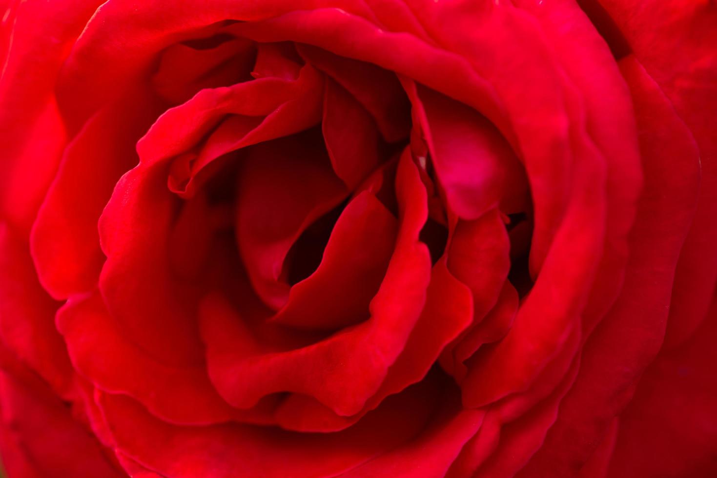 primo piano rosa rossa sfondo, san valentino foto