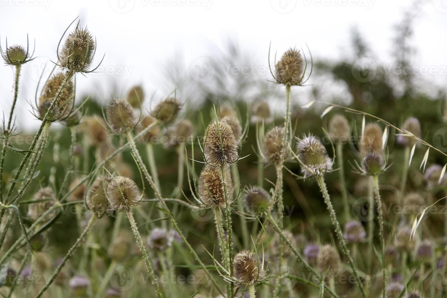 cardi borriqueros nel campo foto